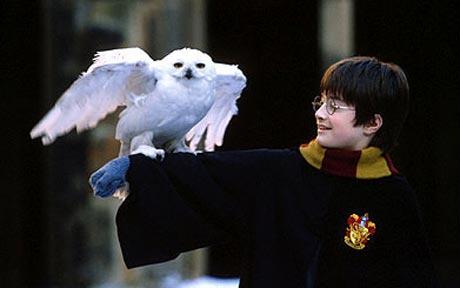 哈利·波特系列小说导致市民们对猫头鹰的咨询大幅上升。