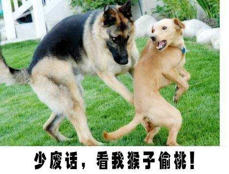 组图:超级搞笑动物集锦图 笑死不偿命 (23)