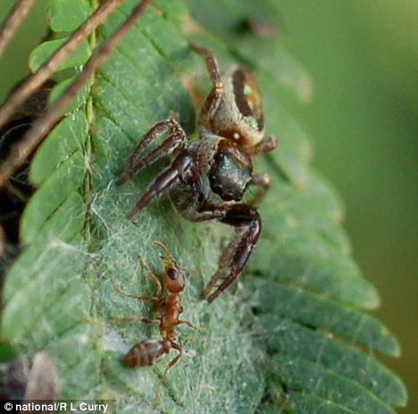 这种蜘蛛能绕过蚂蚁的看守，去食用美味的洋槐叶芽。