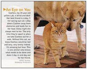 组图:十五大最神奇猫咪 会叫床的猫VS预知死亡