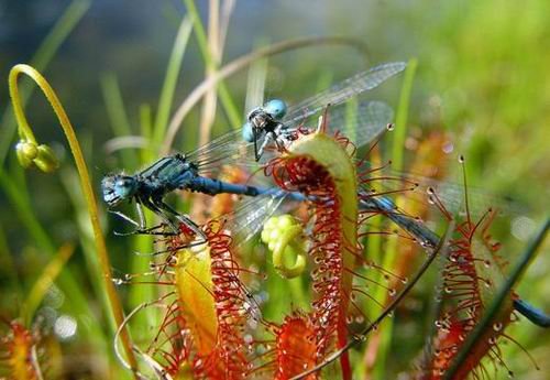 :自然界十大进餐礼仪 苍蝇进餐前先进行呕吐 (