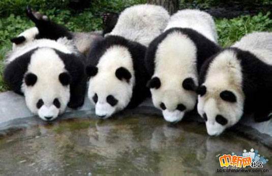 [组图]大熊猫的成长过程,好可爱哦 (15)