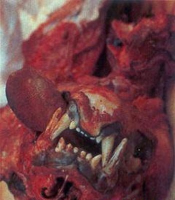 组图:老虎被当街肢解剥皮售卖 (7)