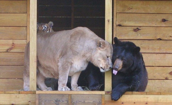 组图:动物园老虎狮子熊同住一室形同手足 (4)