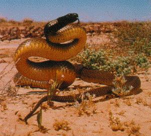组图:世上顶级毒物 揭秘澳大利亚十大最毒毒蛇