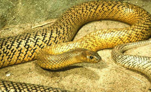 组图:世上顶级毒物 揭秘澳大利亚十大最毒毒蛇