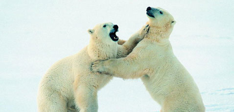 北极熊自相残杀求生存