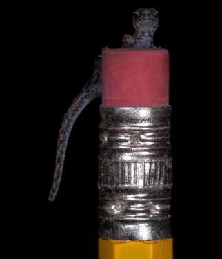 组图:厄瓜多尔神秘新物种 无肺蝾螈用皮肤呼吸