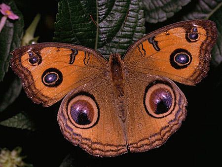 疯狂猜图 紫色蝴蝶_Two Butterfly Between the Finger Ring指间戒.-蝶舞花绽 珍珠母贝珠宝...