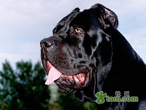 世界上最凶猛的15种犬 (20)
