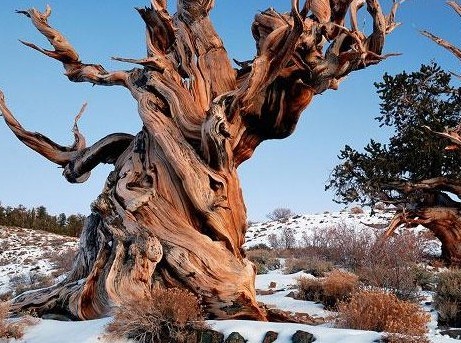 组图:世界十大最古老树木+4800岁地狐尾松问
