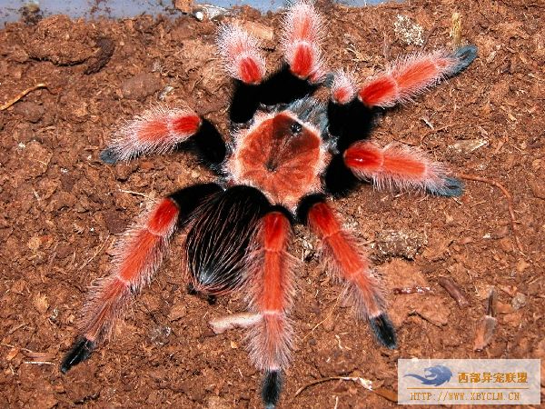 全球最凶猛蜘珠大盘点 巨型蜘蛛吃鸟 (24)