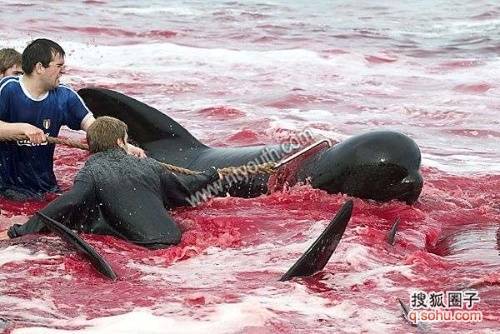 惨绝人寰!丹麦大量屠杀海豚的现场 (7)