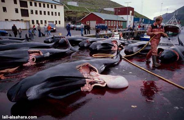 惨绝人寰!丹麦大量屠杀海豚的现场 (6)
