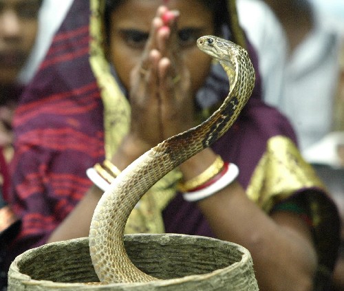 印度神奇表演:恐怖毒蛇从鼻中穿过(组图) (5)