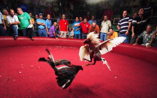 揭秘残忍斗鸡比赛 很血腥惨烈 (19)