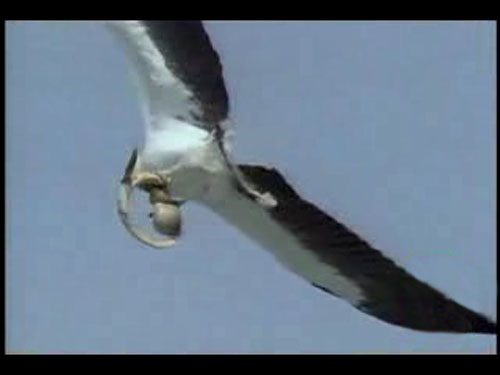 巨鹰生擒大海蛇 海中怪物竟在空中攻击巨鹰(图