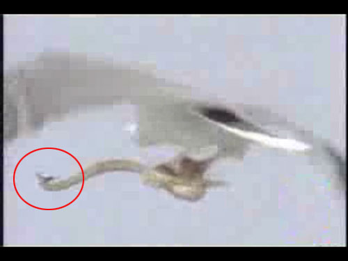 巨鹰生擒<em>大</em>海蛇 海中<em>怪物</em>竟在空中攻击巨鹰(图