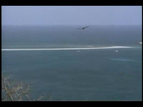 巨鹰生擒大海蛇 海中怪物竟在空中攻击巨鹰(图