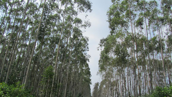 APP林浆纸一体化发展绿色造纸产业链