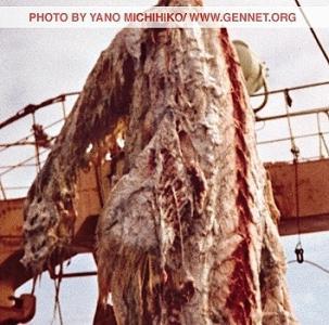 渔船打捞海洋神秘怪物 极度罕见<em>恶心恐怖</em>(组图