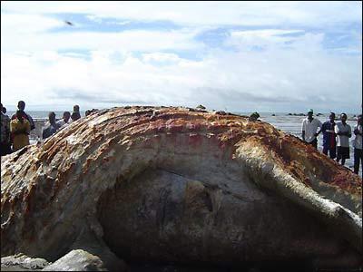 渔船打捞海洋神秘怪物 极度罕见恶心恐怖(组图