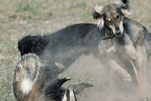 狼与猎狗争斗 野狼差点撕下猎狗一层皮(组图) 