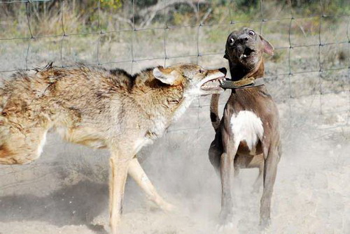 狼与猎狗争斗 野狼差点撕下猎狗一层皮(组图) 