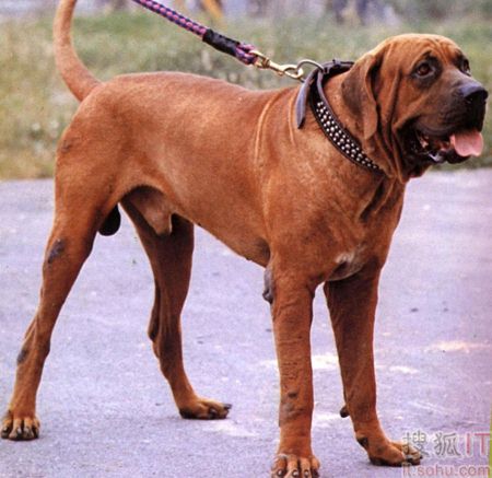世界上十大最凶悍猛犬 中国藏獒成霸主(组图) 