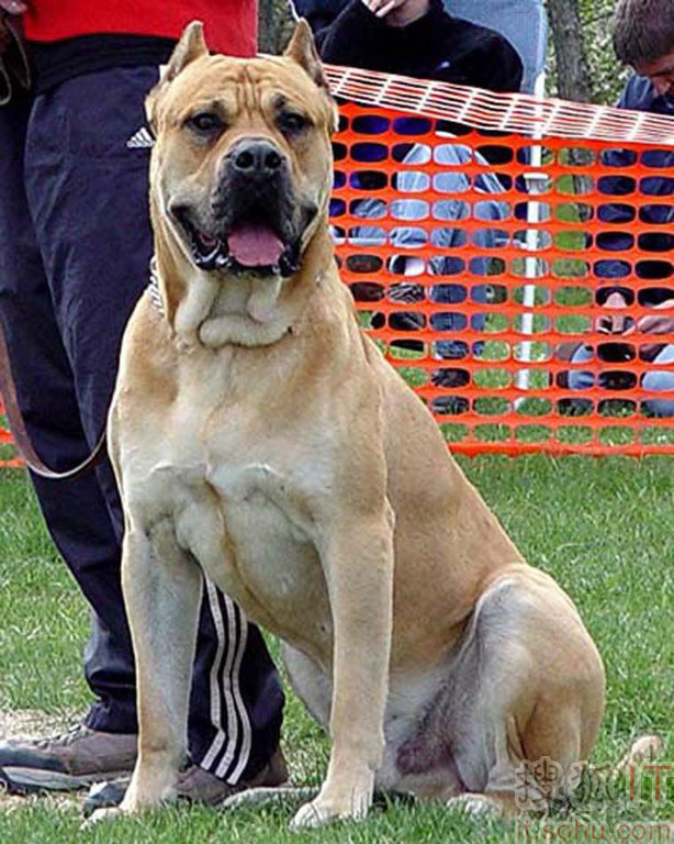 世界上十大最凶悍猛犬 中国藏獒成霸主(组图) 