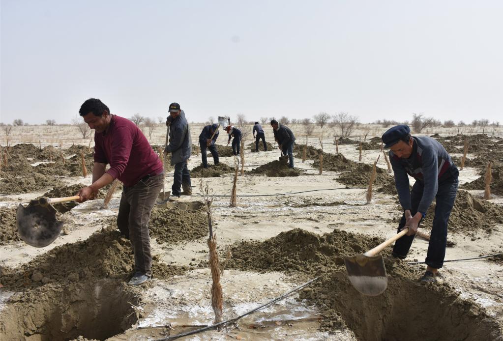 新疆十年在“灭亡之海”西南进口处建起一道绿色屏蔽