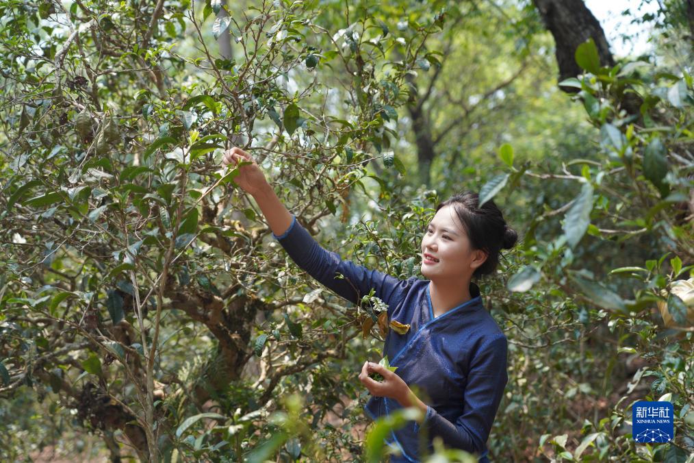 4月19日，当地村民在景迈大寨古茶林采摘春茶。新华社发（卢磊 摄）
