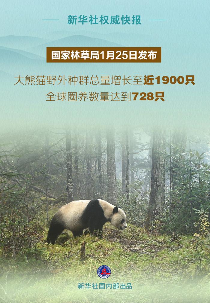 大熊猫野外种群总量增长至近1900只