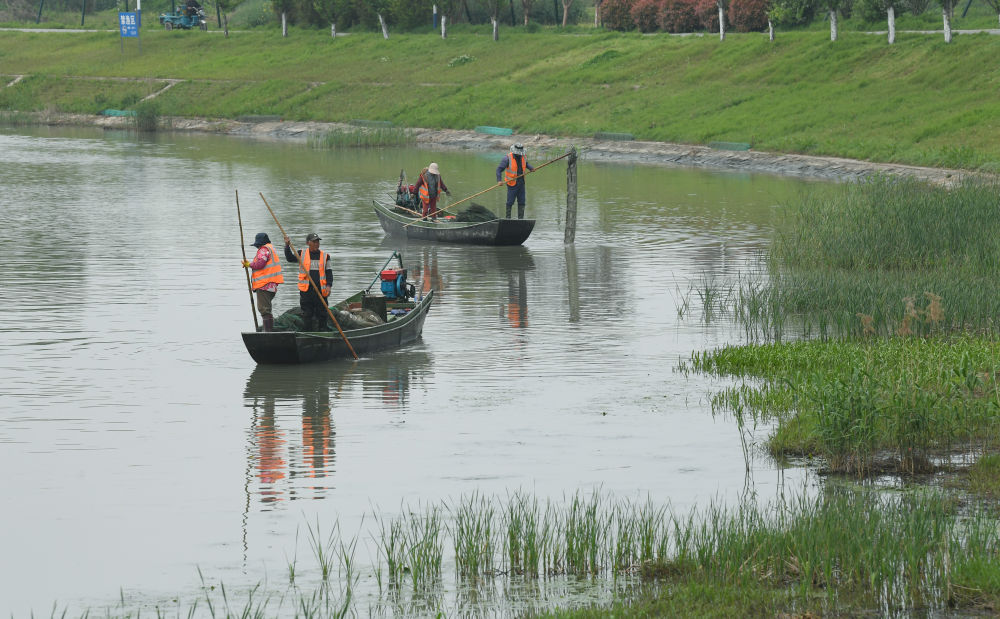 河道保洁员在位于浙江湖州的太湖罗溇港沿岸清理非法捕鱼地笼网（2024年4月11日摄，无人机照片）。新华社记者 翁忻旸 摄