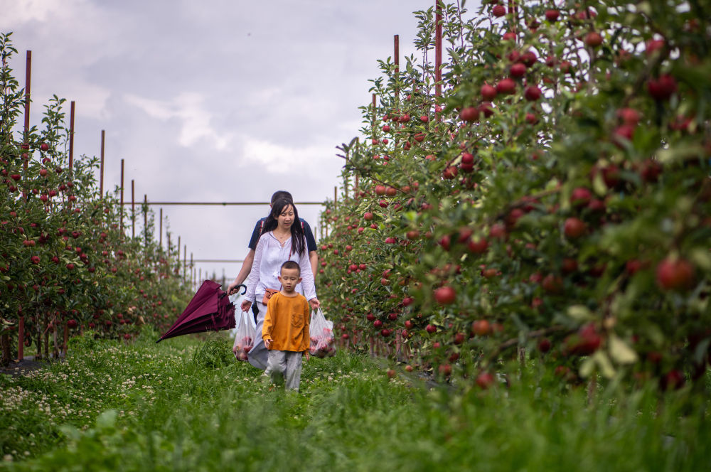 游客在昆明市西山區團結街道雙山埡口團結鑫現代農業種植示范園體驗蘋果採摘（2023年7月23日攝）。新華社記者 江文耀 攝